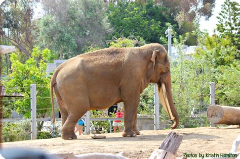 Elephant Awareness Weekend at the LA Zoo