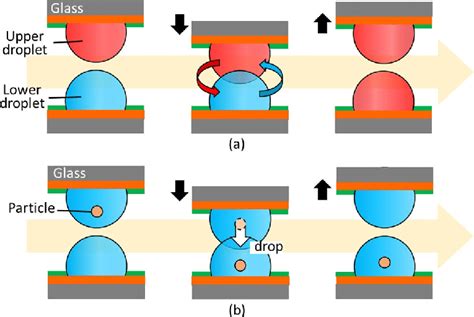 Contact and transport between droplet pairs by droplet-array ...