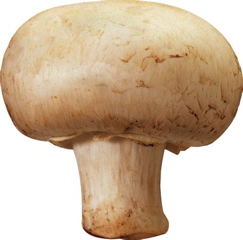 Mushroom PNG images, free Mushroom pictures PNG