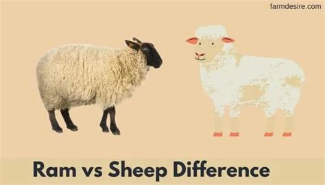 Ram vs Sheep - 6 Major Differences to Clear | Farming Base