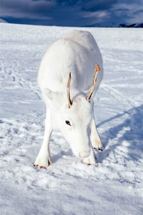 OMG, KYHUTE! A rare, baby white reindeer was just spotted in Norway - OMG.BLOG