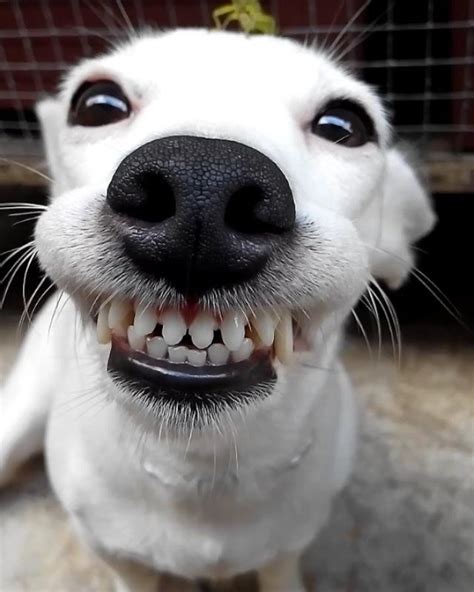 ¡Este cachorro está derritiendo todos los corazones con su encantadora ...