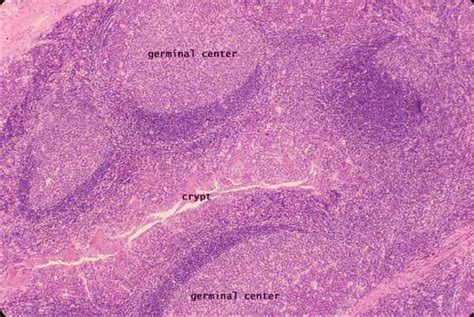 Histology at SIU