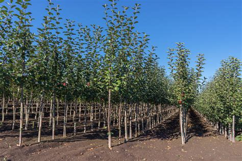 Tree Nursery With Young Apple Trees Stock Photo - Download Image Now - iStock