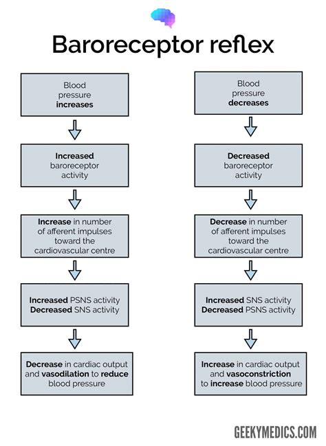 Blood Pressure Regulation Diagram