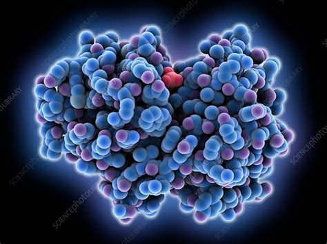 Papain molecule - Stock Image - C035/6381 - Science Photo Library