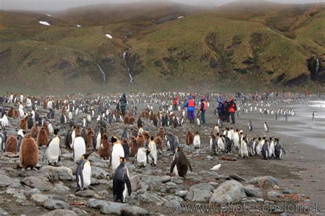 Tourists and King Penguins at Gold Harbour, South Georgia Island