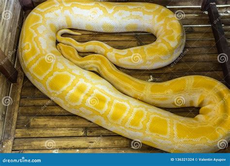 Gold Yellow Python, Albino Snake Reticulated Python with Beautiful Yellow Texture. Stock Photo ...