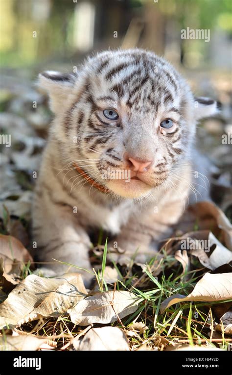 baby white tiger in zoo Stock Photo - Alamy