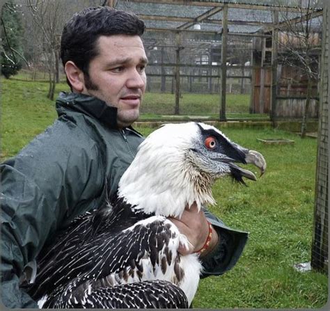 Bearded Vulture with a 9 foot wingspan : r/AbsoluteUnits