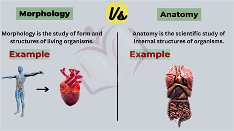 Difference Between Morphology And Anatomy