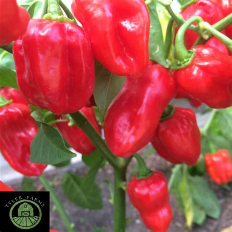 Caribbean Red Habanero Pepper Seeds | Tyler Farms