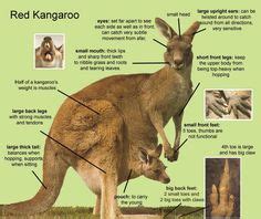 7 Best Kangaroo facts ideas | kangaroo facts, kangaroo, animal facts