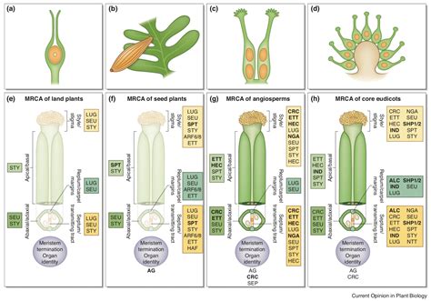 Review: An evolutionary history of genes controlling carpel development ...