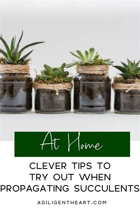 Clever Tips to Try Out When Propagating Succulents