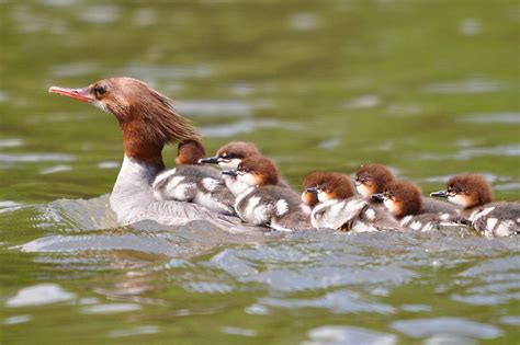 Common Merganser | Audubon Field Guide