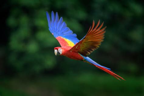 Scarlet Macaw Care Guide - Diet, Lifespan & More » Petsoid