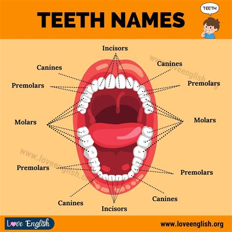 Teeth Names: 4 Different Types of Human Teeth and their Functions ...