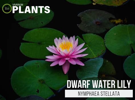 Nymphaea Stellata "Dwarf Water Lily" Plant Care Guide