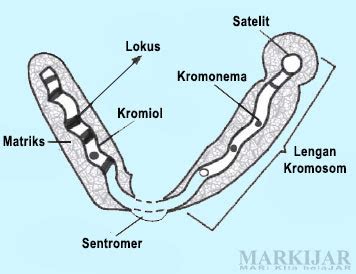 Pengertian Kromosom Lengkap Struktur, Jenis, Fungsi, Kelainan dan Gambar - MARKIJAR.Com