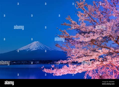 Mount Fuji with cherry blossom Stock Photo - Alamy