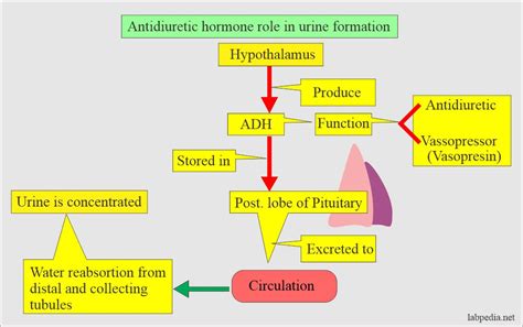 Antidiuretic Hormone (ADH, Vasopressin, Arginine Vasopressin Hormone ...