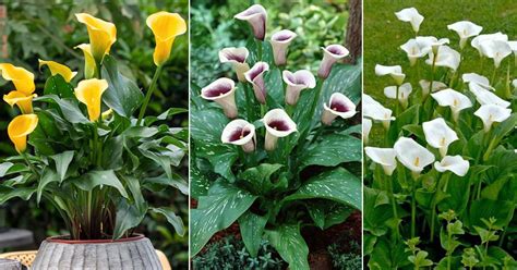 Arum Lily Care and Growing | How to Grow Zantedeschia