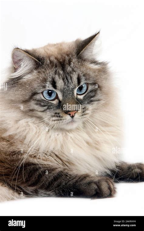 NEVA MASQUERADE SIBERIAN CAT, COLOR SEAL TABBY POINT, MALE AGAINST WHITE BACKGROUND Stock Photo ...