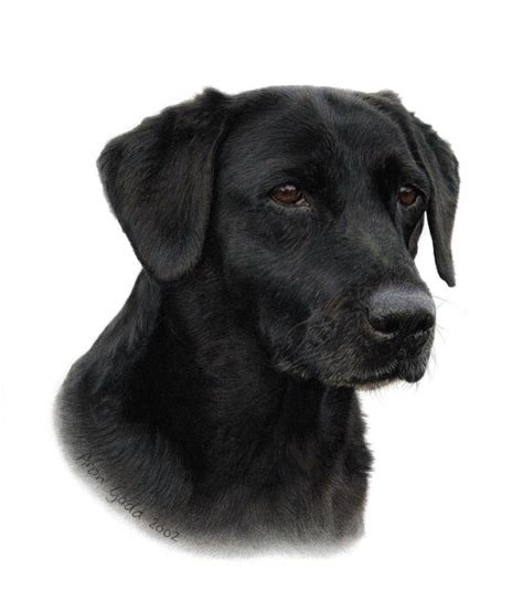 Portraiture Sample of Black Labrador in Coloured Pencil by Aron Gadd in 2019 | Art - Colored ...