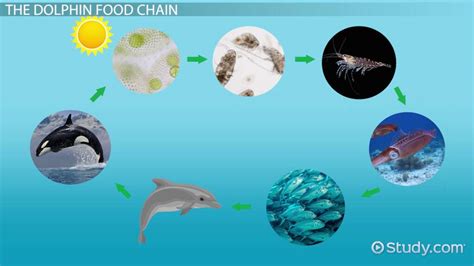 Dolphin Food Chain: Lesson for Kids - Lesson | Study.com