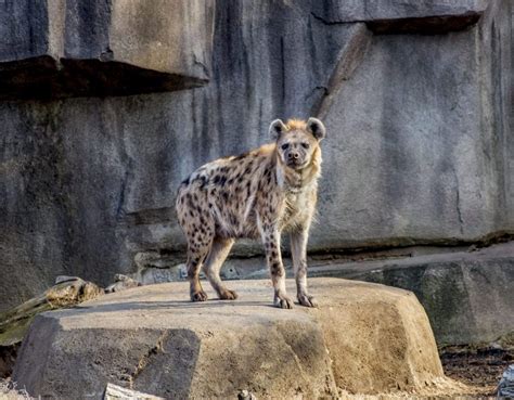 Spotted Hyena - Milwaukee County Zoo