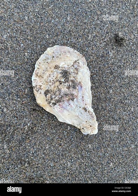 Clam shell beach hi-res stock photography and images - Alamy