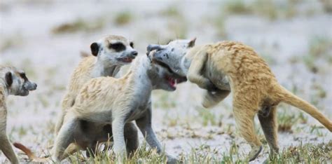 A meerkat fight in Botswana. : r/HardcoreNature