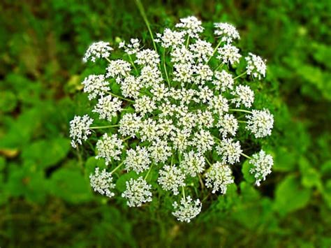 5 Plants That Look Like Yarrow - ProGardenTips