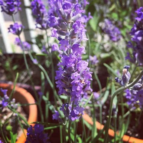 Lavender: Herb of the Week · CommonWealth Holistic Herbalism