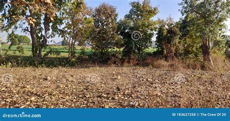 Barren land with trees stock photo. Image of tree, land - 183637258