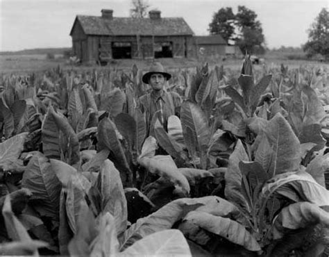 Tobacco Farming | Town of Clay