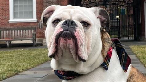 The Long History Of Yale's Mascot, Handsome Dan, Explained