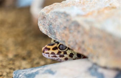 Leopard Gecko Habitat, Tank Setup, Size & Ideas - More Reptiles