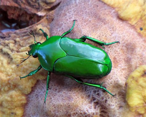 Green June Beetle - The Best of All of Them - I AM ASKING … | Flickr