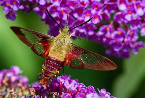 Hummingbird Moth Life Cycle