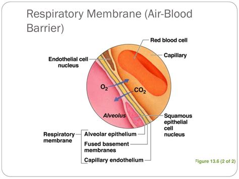 PPT - The Respiratory System PowerPoint Presentation, free download - ID:5370082