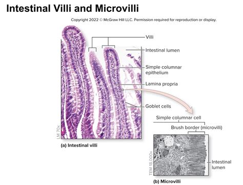 intestinal villi and microvilli Diagram | Quizlet