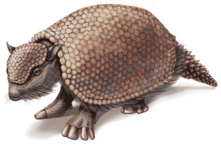 Glyptodon - Wiki Prehistórico