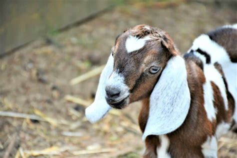 How to Raise Boer Goats Step by Step • New Life On A Homestead