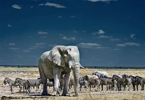 FROM AROUND THE WORLD: Etosha National Park