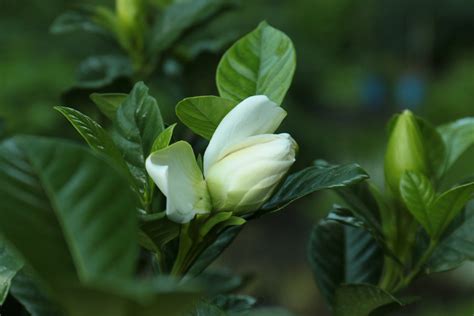 Gardenia-bud - Kyora Landscapes