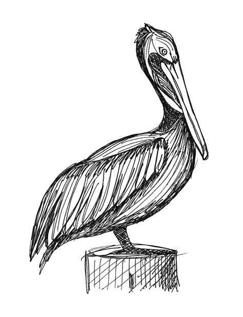 drawing of pelican on post - Google Search | Pelican tattoo, Pelican art, Pelican drawing