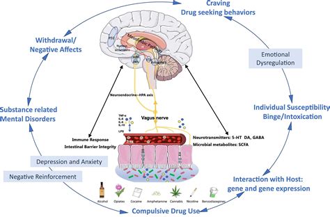 Frontiers | The Microbiome–Gut–Brain Axis, a Potential Therapeutic Target for Substance-Related ...