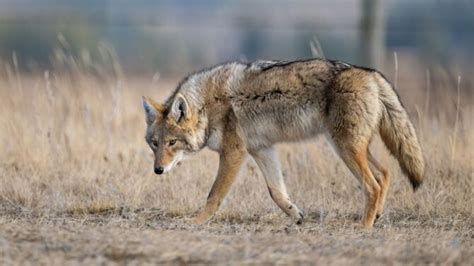 What Eats Coyotes? (10 Coyote Predators With Pictures)